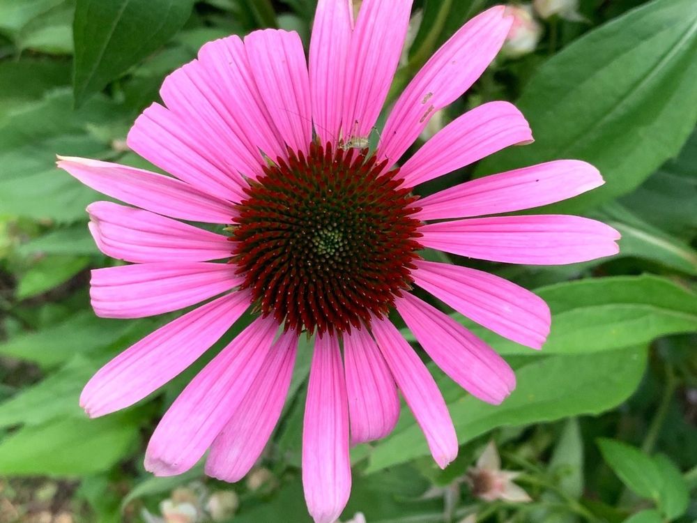 10Pflanzen Echinacea purpurea winterhart Kaufen auf Ricardo