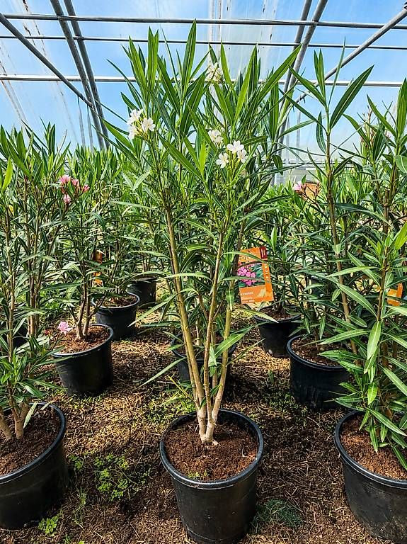 Pflanzen & Samen: 140 cm OLEANDER ROJO C30-15L – Neu und originalverpackt aus Zuckenriet von Thur_Plant 4