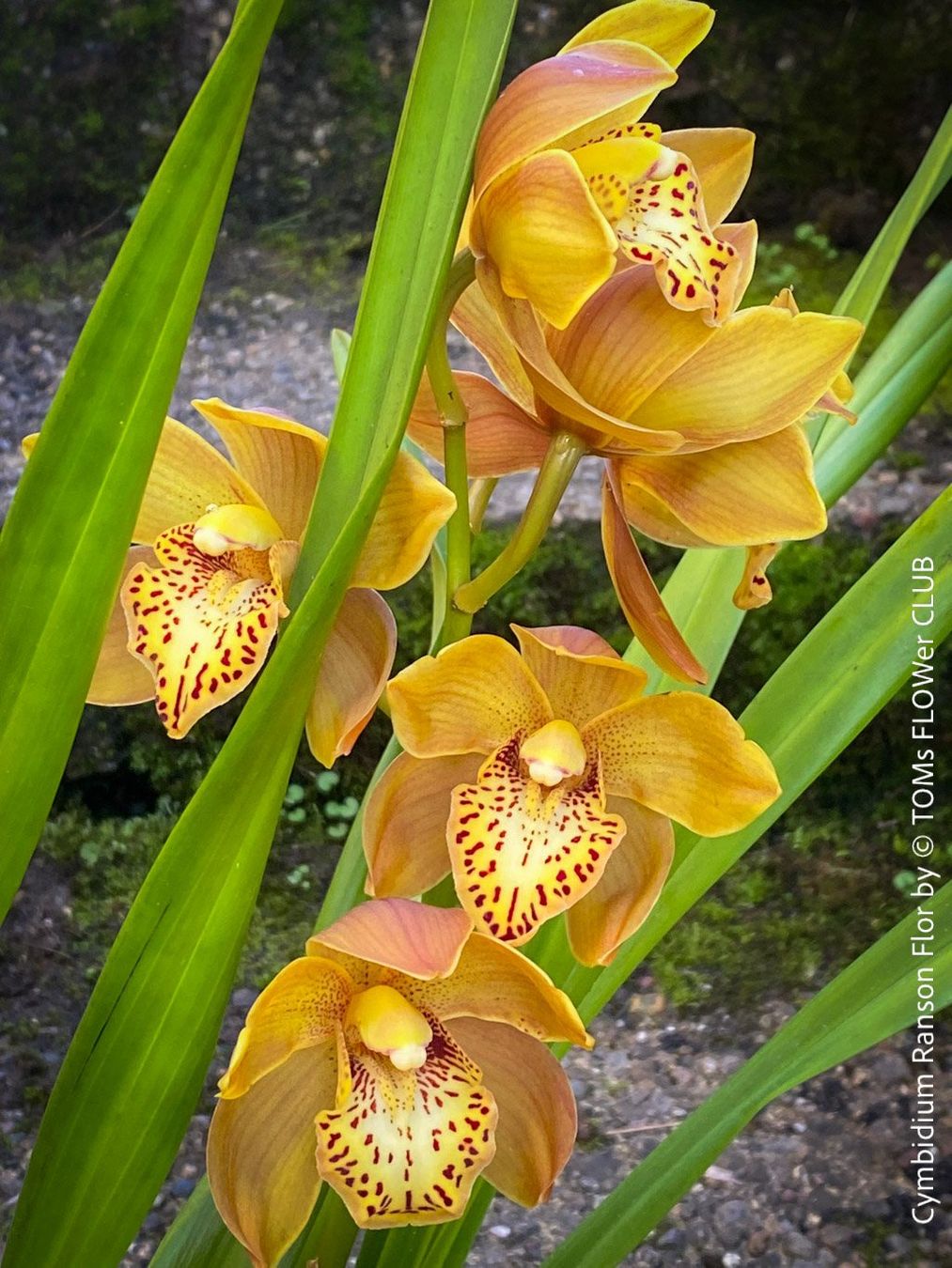 Piante & sementi: Cymbidium Ranson Flor mit zauberhaften Blüten – Nuovo e nell'imballaggio originale da Adliswil venduto da MarkyForest 8