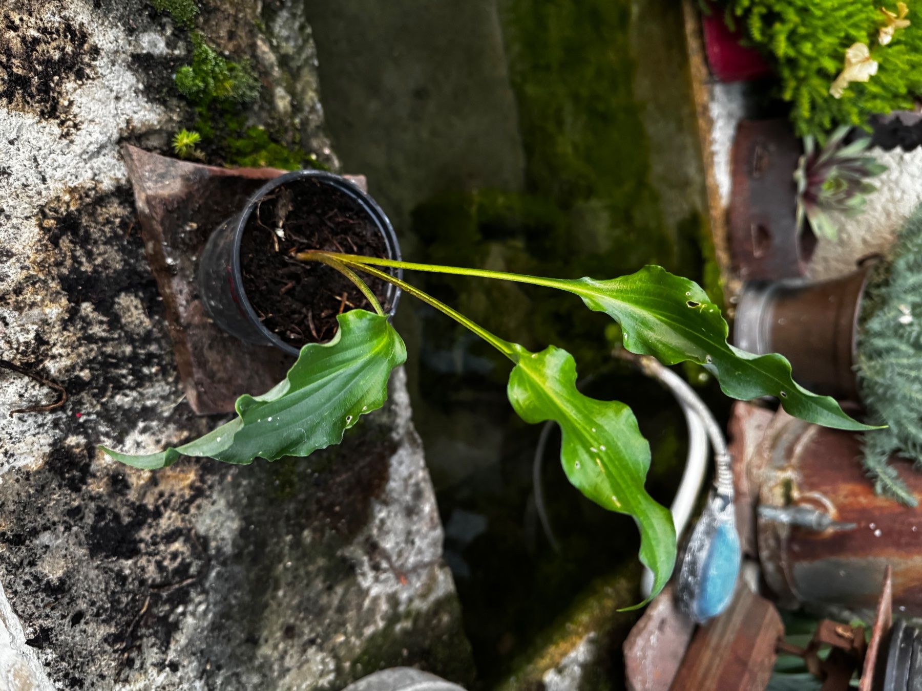 Piante & sementi: Hosta Unruly Child – Usato da Lajoux JU venduto da Briard0