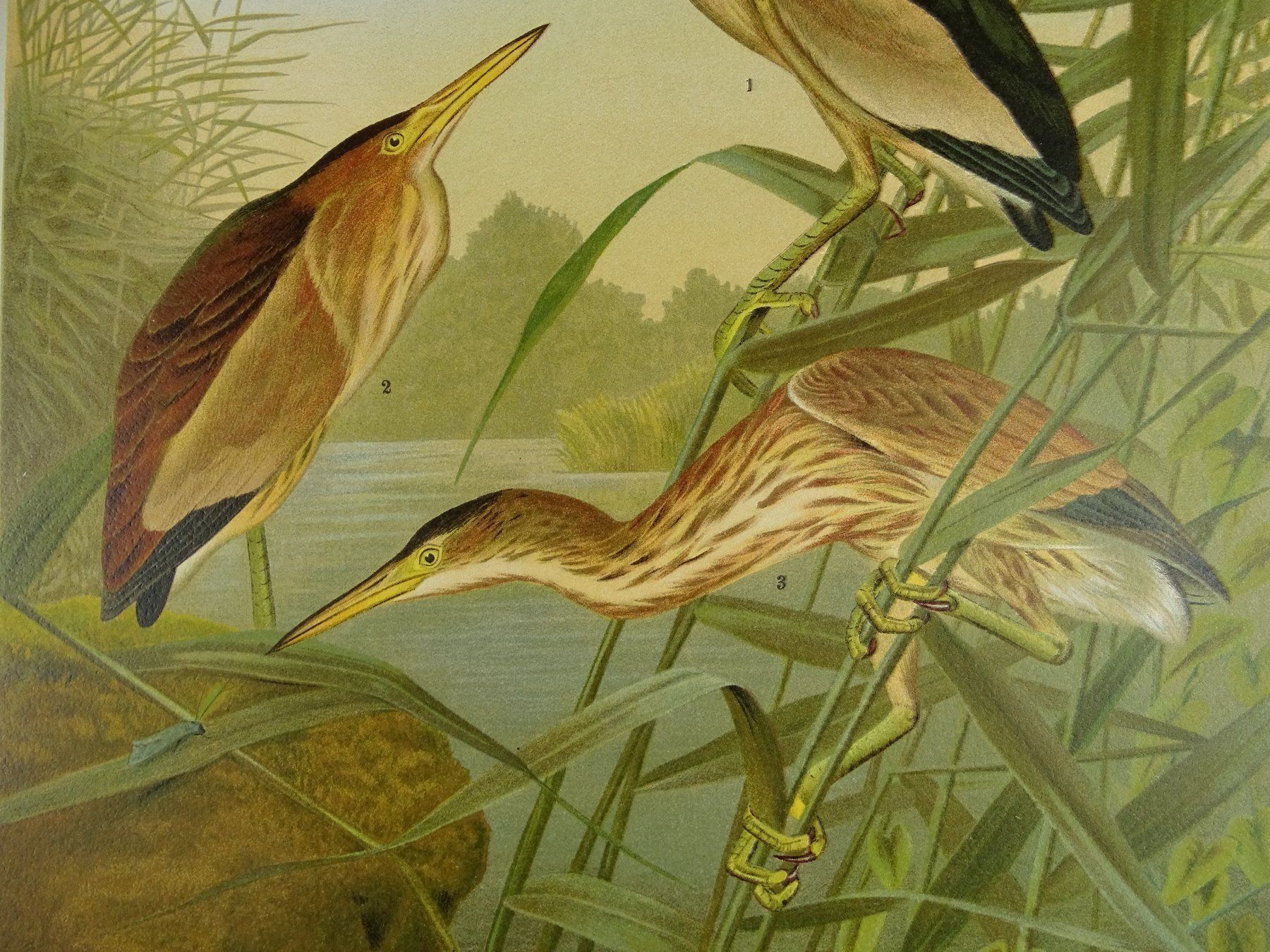 Incisioni: KL. ROHRDOMMEL, CHROMOLITHOGRAPHIE 1900 – Usato da Grüningen venduto da Kartensammler 3