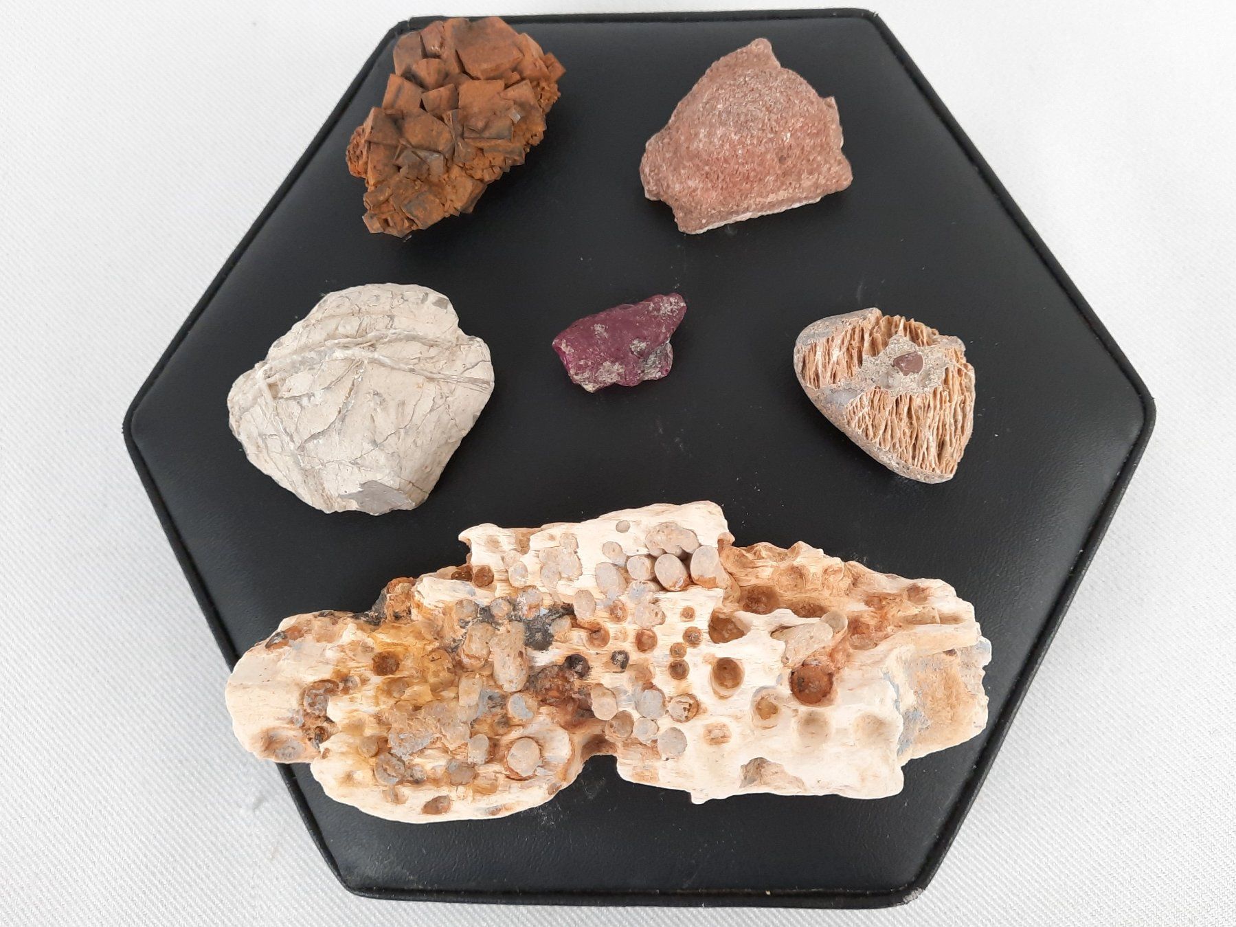 Fossili: Div. Versteinerungen – Usato da Beinwil am See venduto da Restwert_Beinwil 3