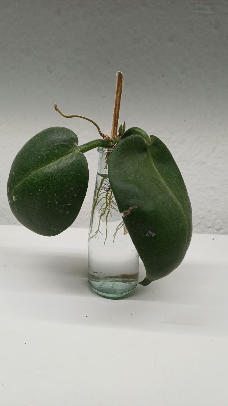 Piante & sementi: Hoya Calycina Stargazer – Usato da Bern venduto da uwi_8t7x