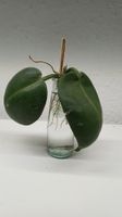 Hoya Calycina Stargazer