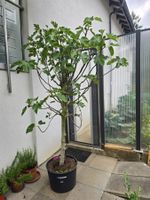 Schöner grosser kräftiger Feigenbaum