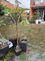 Plumeria Santa Gift