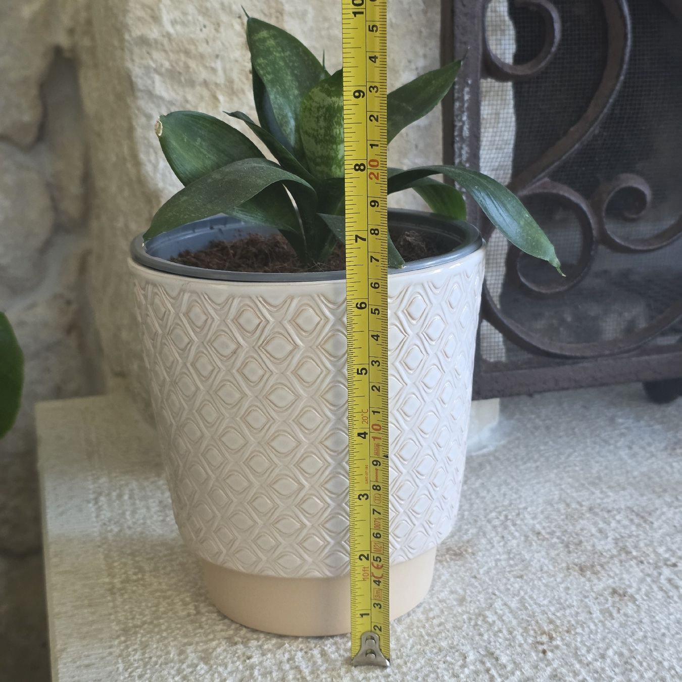Piante & sementi: Sansevieria Pflanze im Topf – Usato da Rheinsulz venduto da Gilea 6