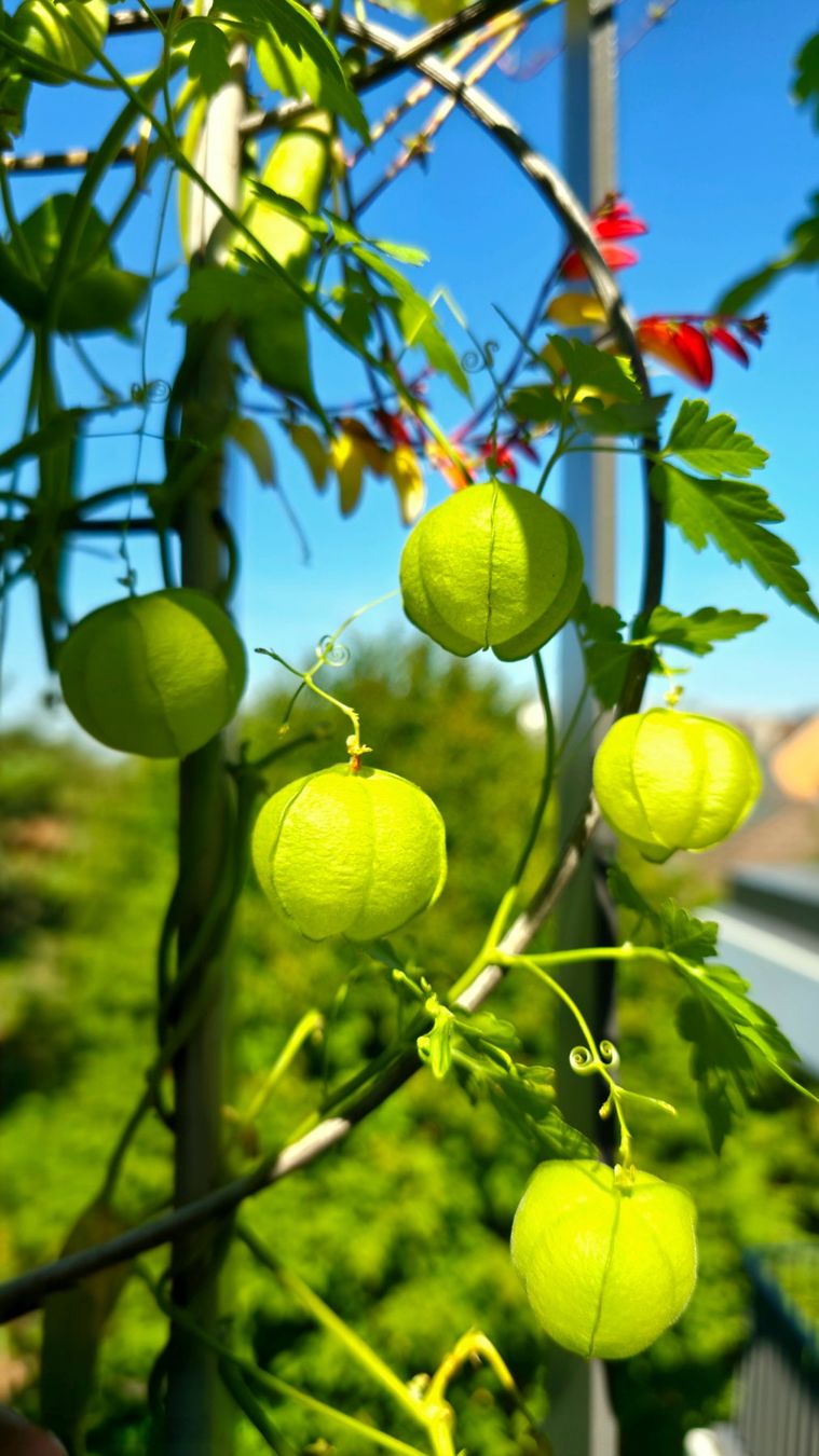 Cibi & Specialità: Cardiospermum halicacabum 10 Samen /Seeds – Nuovo (secondo la descrizione) da Zürich venduto da The_Plant_Wizard 3