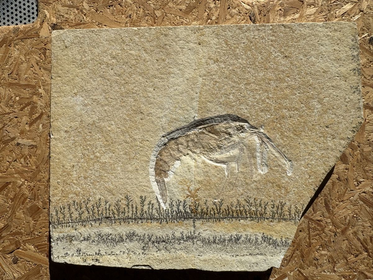 Fossilien: Fossile Krustentiere – Gebraucht aus Biel/Bienne von nimmes 2