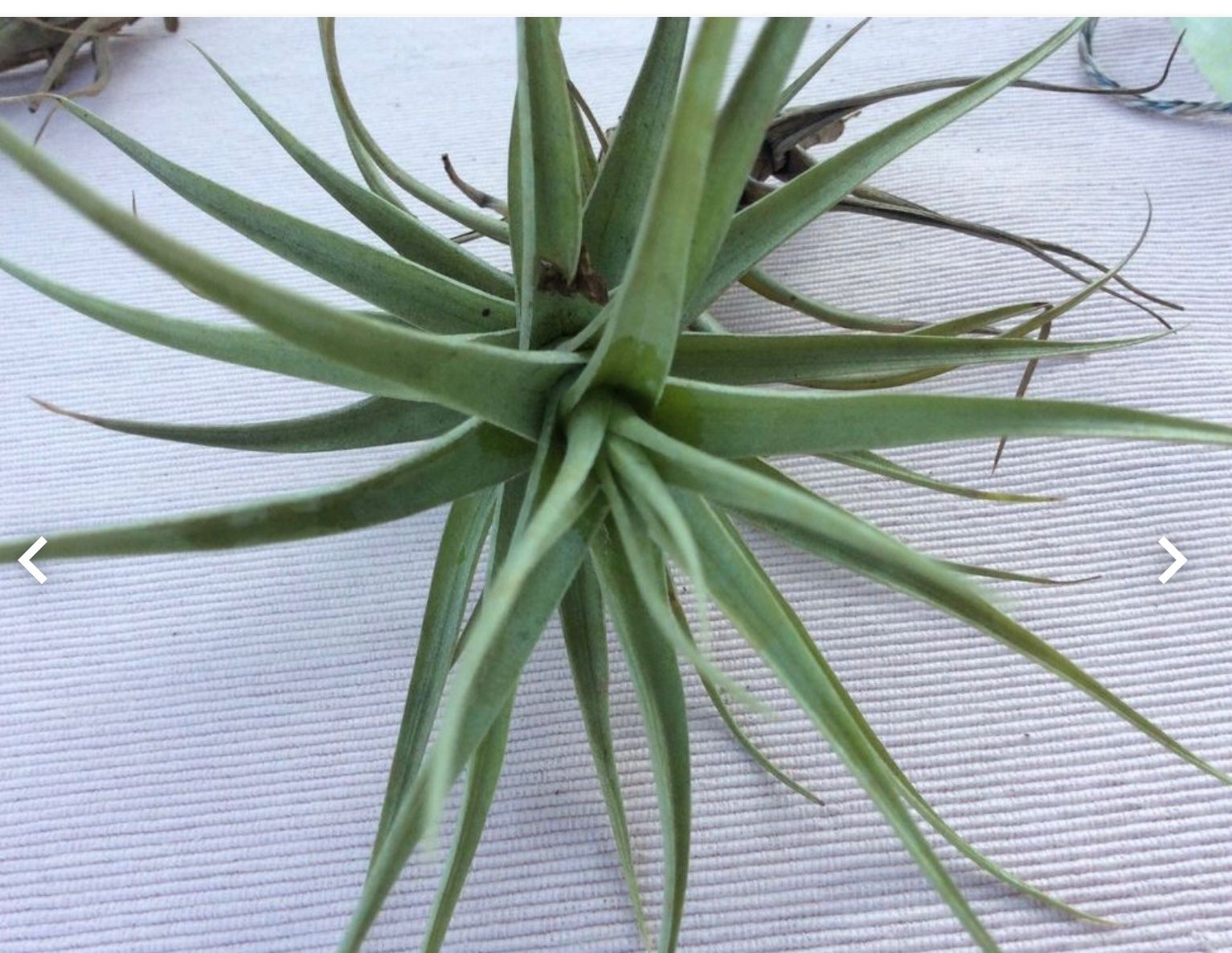 Piante & sementi: Tillandsia bergeri, Sie erhalten eine blühende Pflanze! – Usato da Tecknau venduto da bleilaus 1