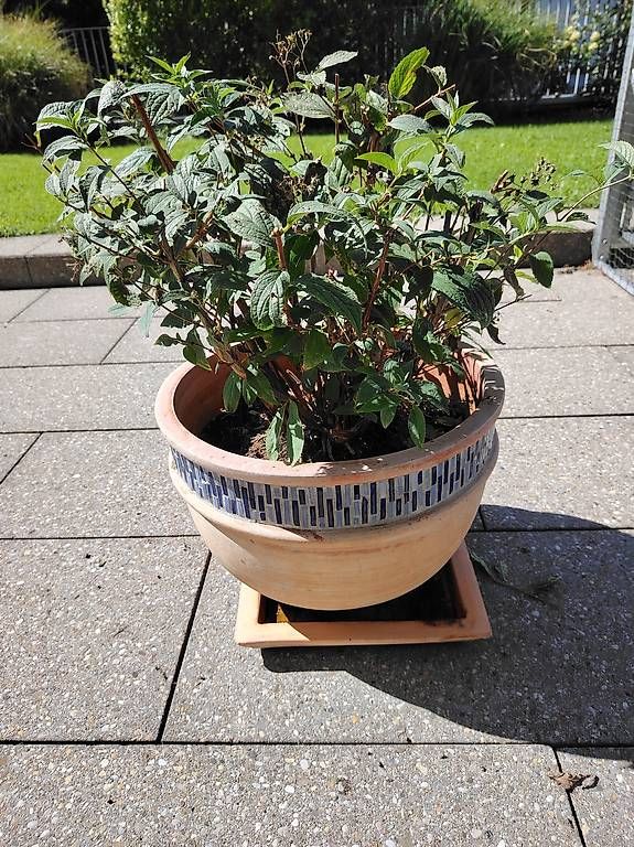 Pots de fleurs: Terracotta Blumentopf  – D'occasion à Wilen b. Wollerau par Karin1985 1