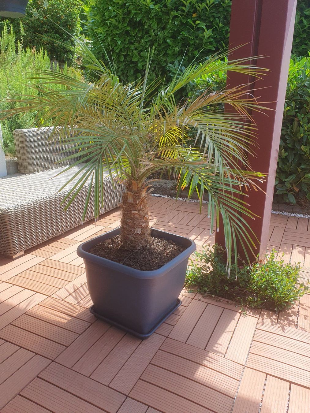 Piante & sementi: Zwergdattelpalme - Phoenix Roebelenii – Usato da Boncourt venduto da petrusco 1