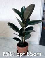 Gummibaum Zimmerpflanze