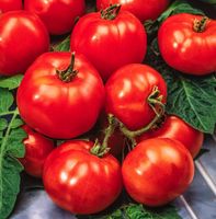 Zwerg TOMATE BETALUX, Balkon, Topf-Tomate / 10 Samen