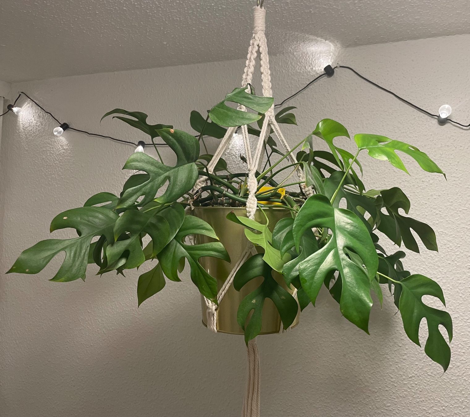 Piante & sementi: Kleine Monstera Minima Stecklinge – Usato da Zürich venduto da mar_xfn9 1