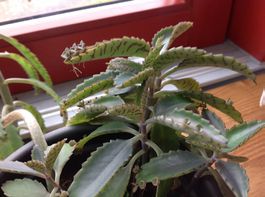 Bryophyllum aus Madagaskar