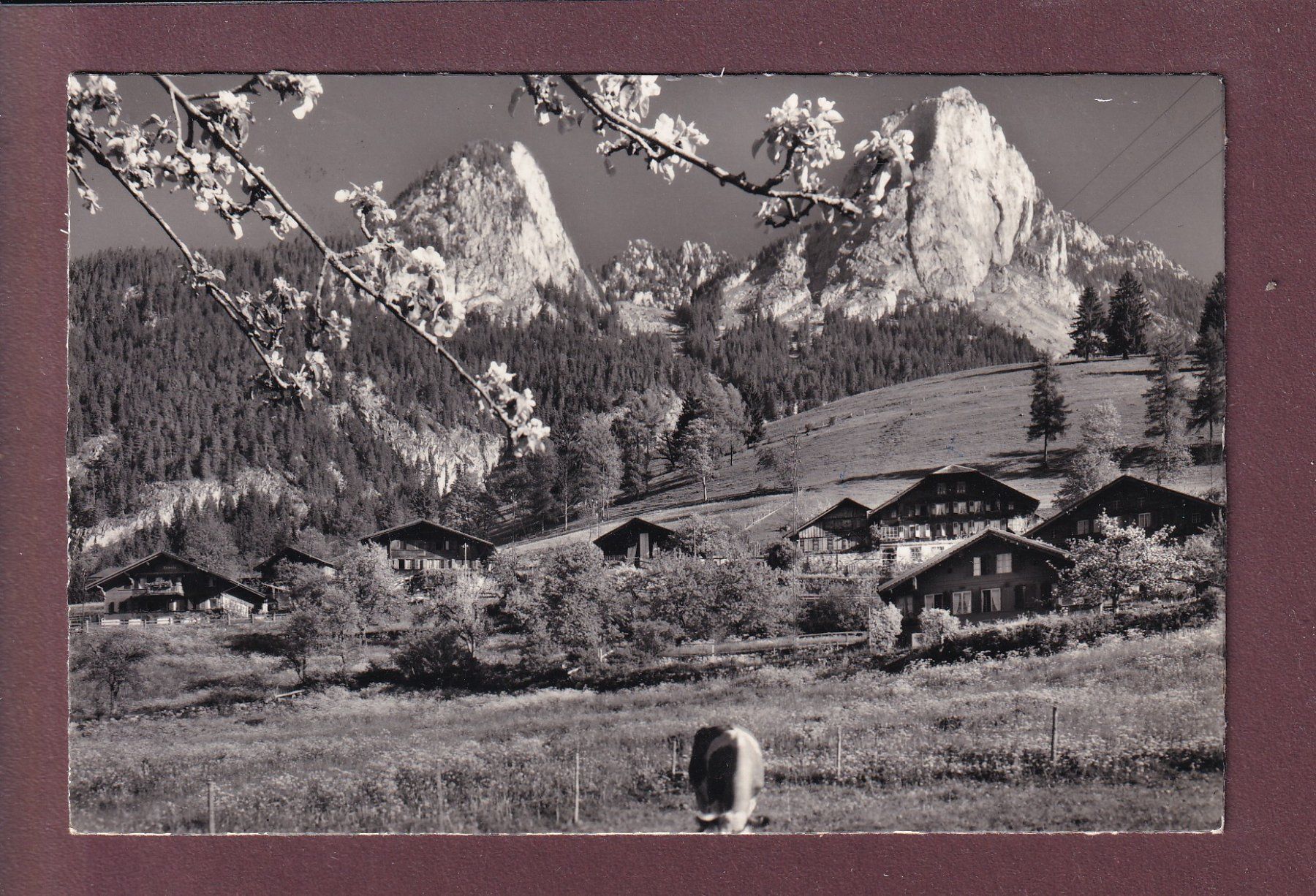 Cartes postales: SCHWARZENMATT - Ferienheim Stocker - 1959 – D'occasion à Pully par nicecards