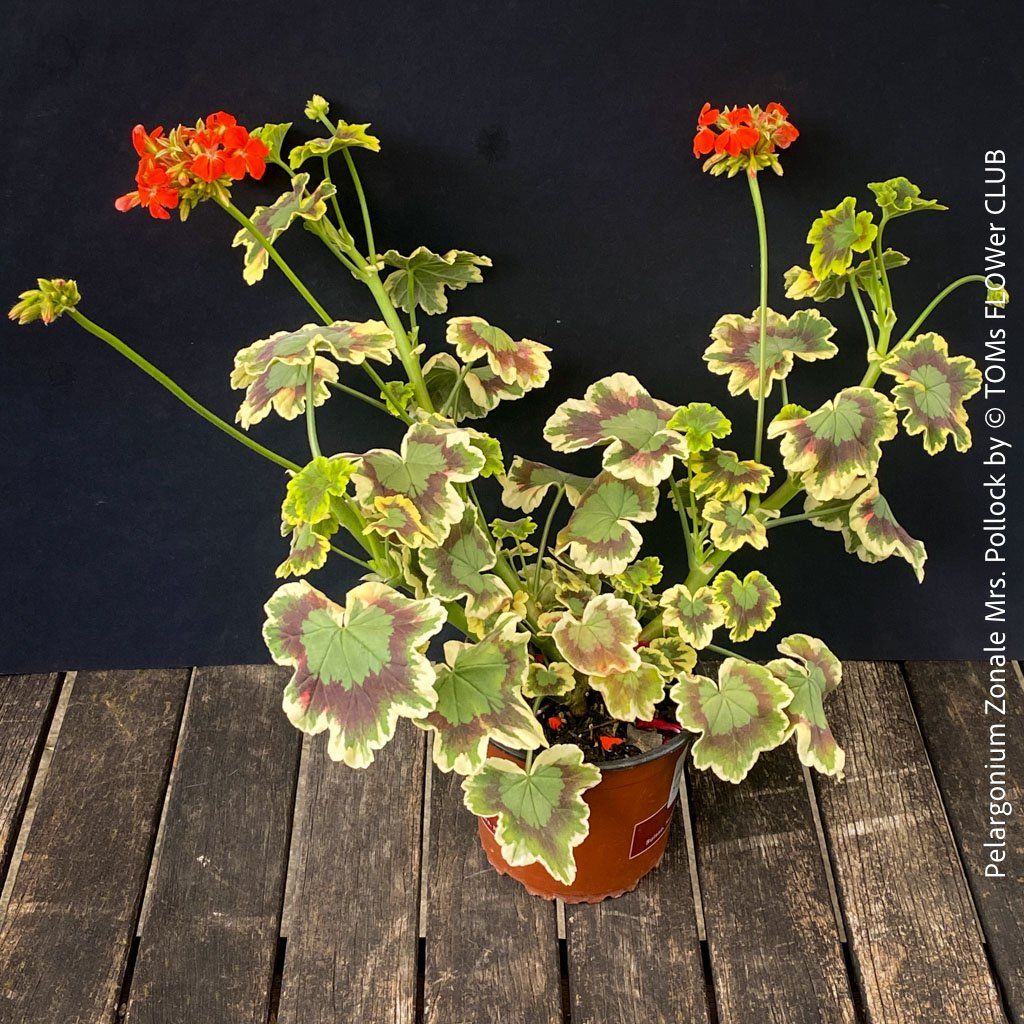 Piante & sementi: Pelargonium Zonale 'Mrs. Pollock' - historische Geranie – Nuovo e nell'imballaggio originale da Adliswil venduto da TAKEYOURPLANT 6