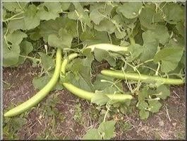COURGETTE SERPENT ! TRES LONGUE ! 10g