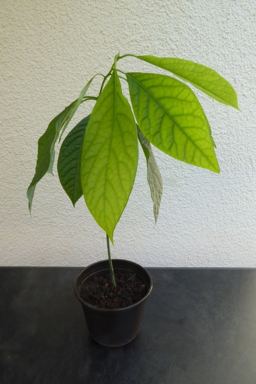 Pflanze Avocado Kaufen auf Ricardo