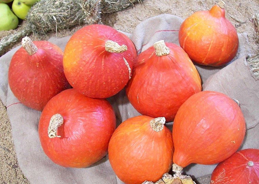 Piante & sementi: 12  Samen Uchiki Kuri Kürbis – Usato da Ehrendingen venduto da VerveinaSamen 1