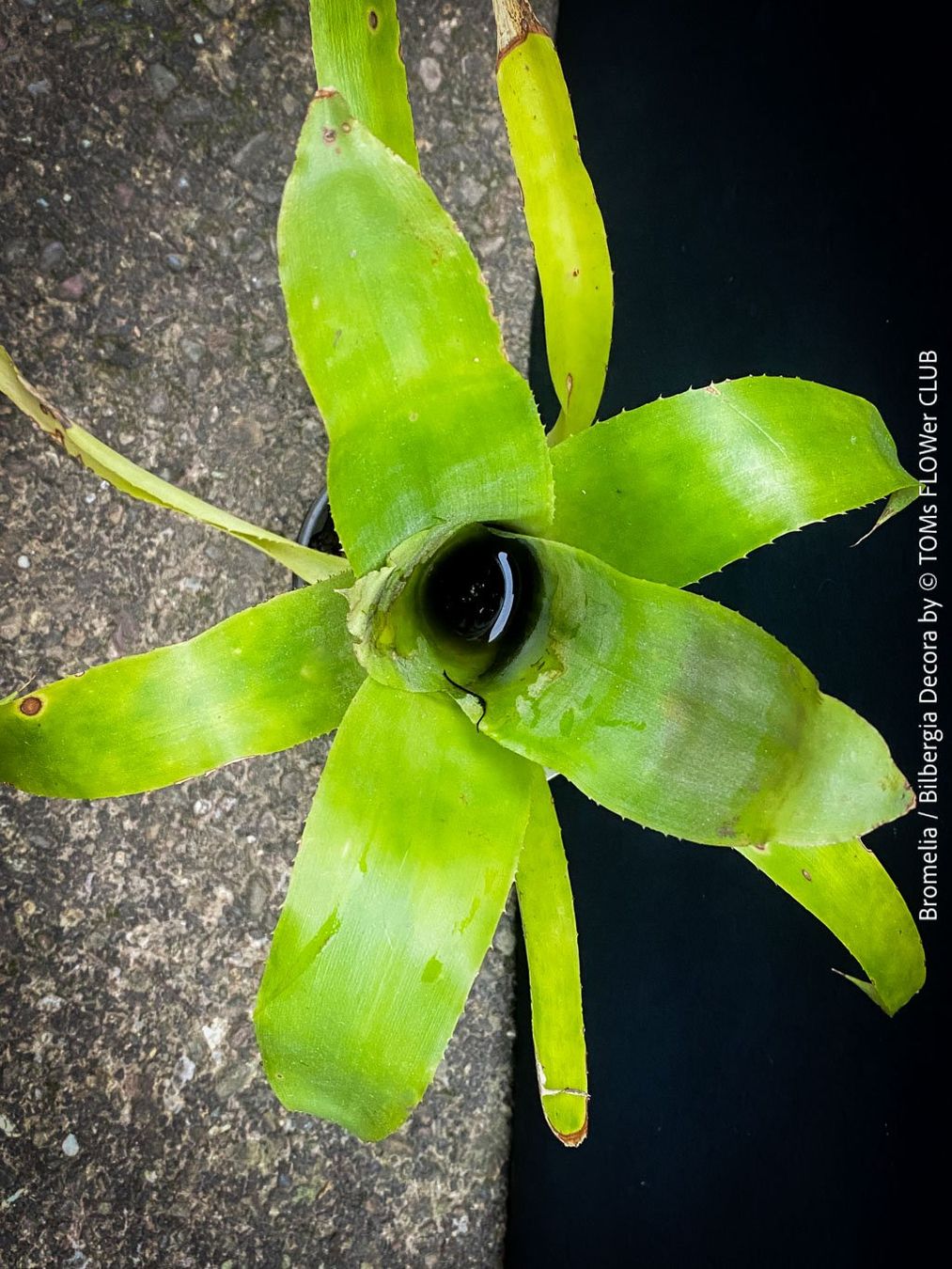 Piante & sementi: Bromelia / Bilbergia Decora - super robuste Pflanze – Nuovo e nell'imballaggio originale da Adliswil venduto da astom369 7