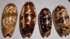 BESTEN 4-OLIVA MINIACEA; MUSCHELN-71,6 /82,2 /67, 2 /71,6 MM