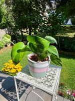 🌿 Efeutute (Epipremnum aureum) in Hydrokultur mit Topf🌿