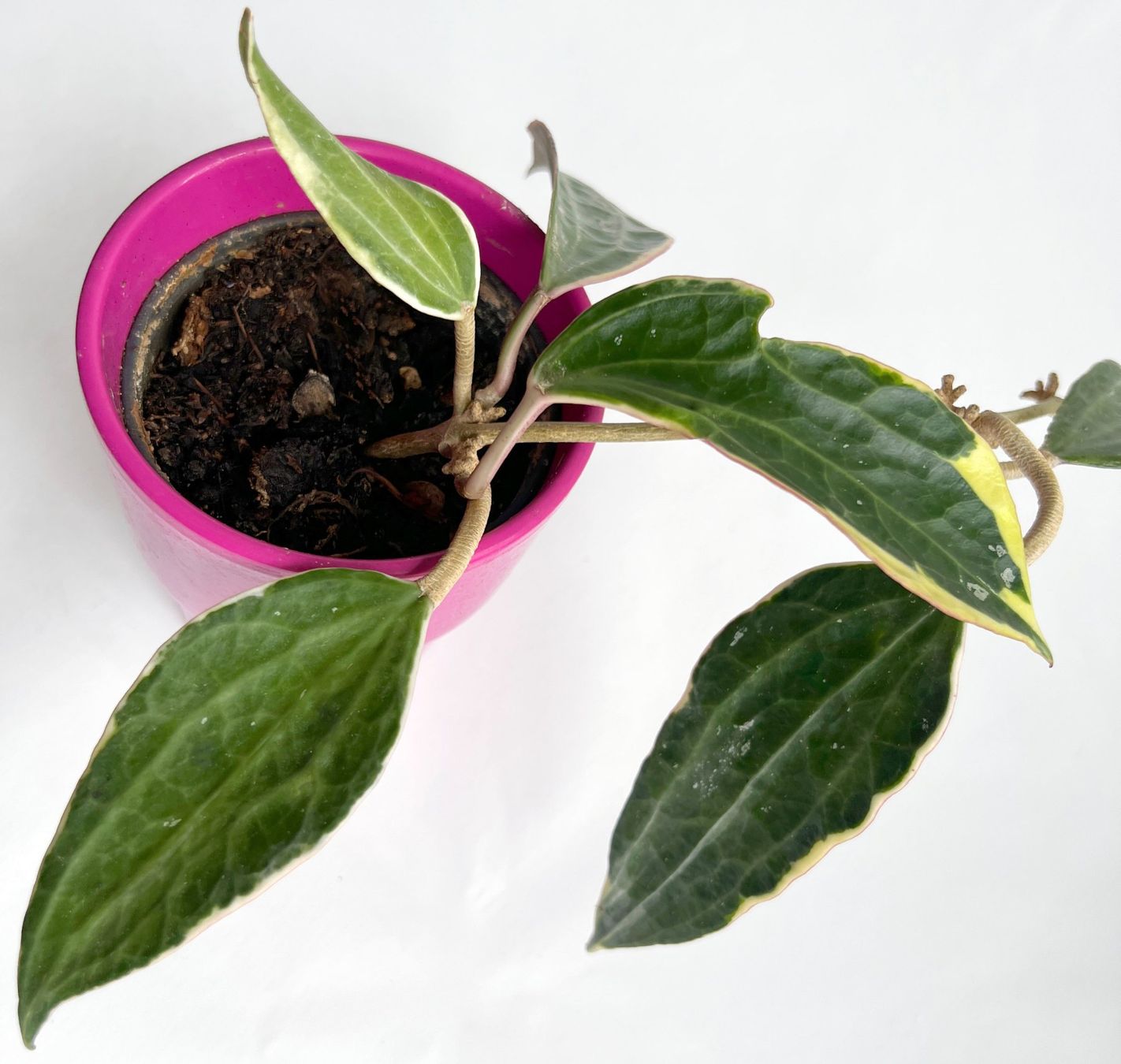 Pflanzen & Samen: HOYA*Albomarginata Variegata***** – Gebraucht aus Dübendorf von Orchid18 1