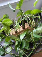 Efeutute "Marbel Queen" Stecklinge