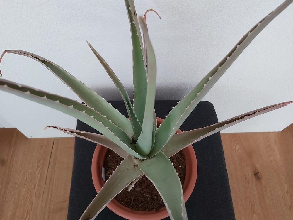 Aloe Vera Pflanze (Bio) Kaufen auf Ricardo