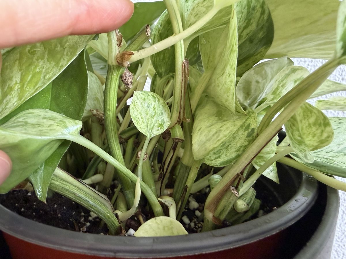 Plantes & graines: Epipremnum mit Topf – D'occasion à Baar par annasorbian 1