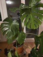 Monstera Deliciosa Pflanze gross guter Zustand grün