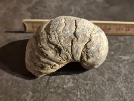 Fossil Schnecke, Top Zustand