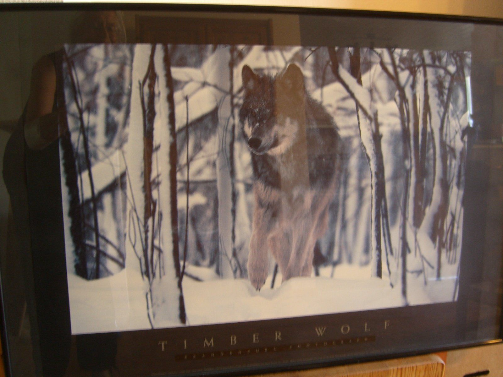 Bilderrahmen: wunderschönes,grosses Bild eines Timber Wolfs, Wechselrahmen – Gebraucht aus Winterthur von Gaia 2