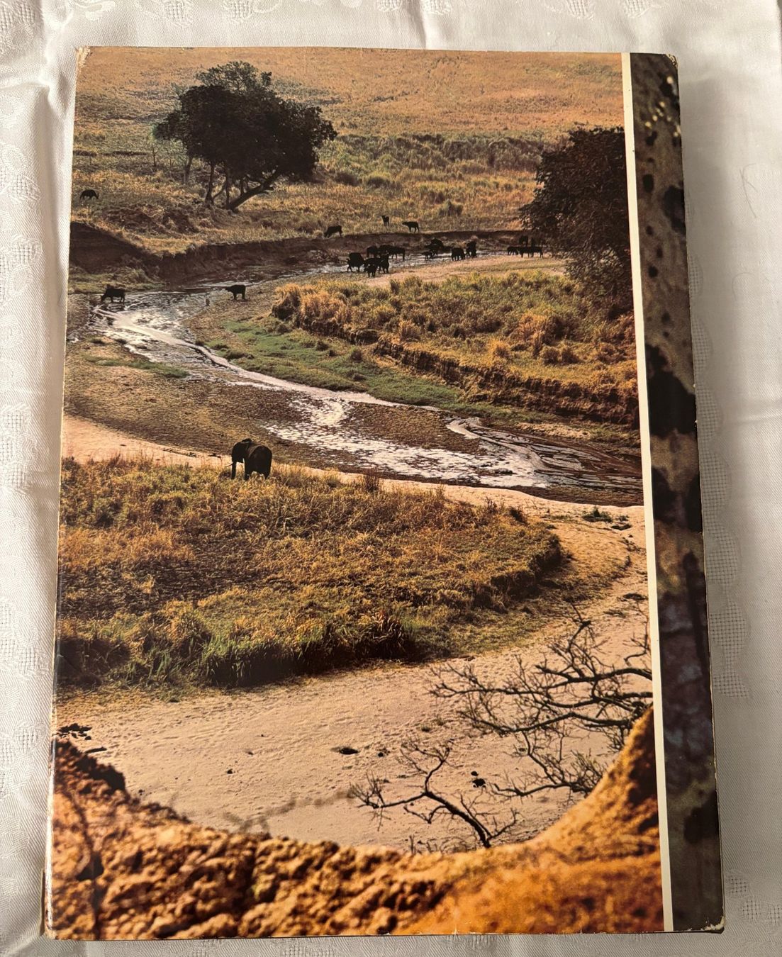 Libri: Buch Zoo Ostafrika – Usato da Interlaken venduto da Poeschtli 1