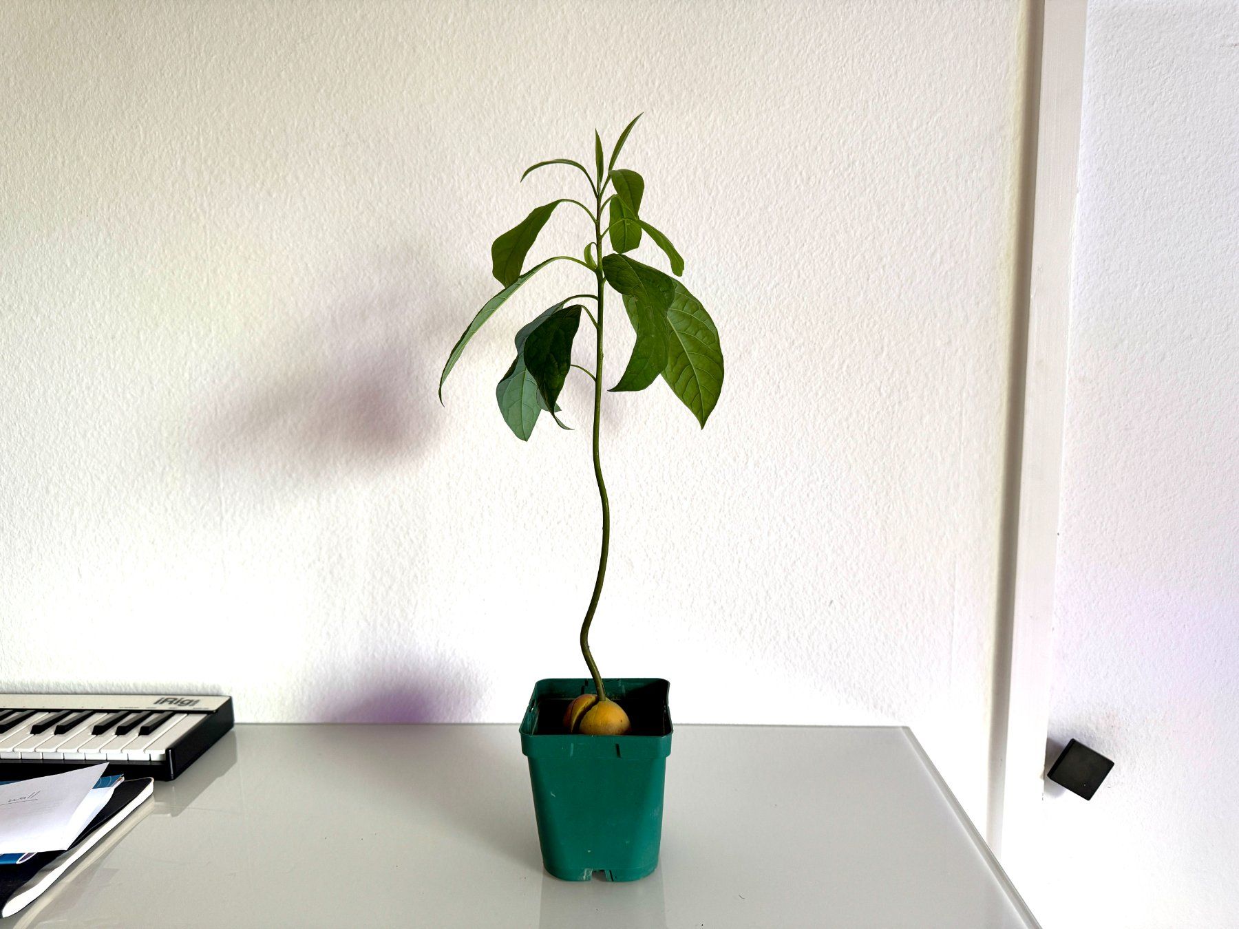 Piante & sementi: Avocado Baum (wiggle trunk) – Usato da Schlieren venduto da Edgar_k