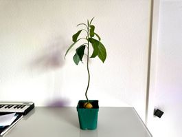 Avocado Baum (wiggle trunk)