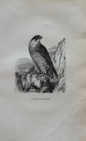 Stahlstich 1843 - Wanderfalke, Falke