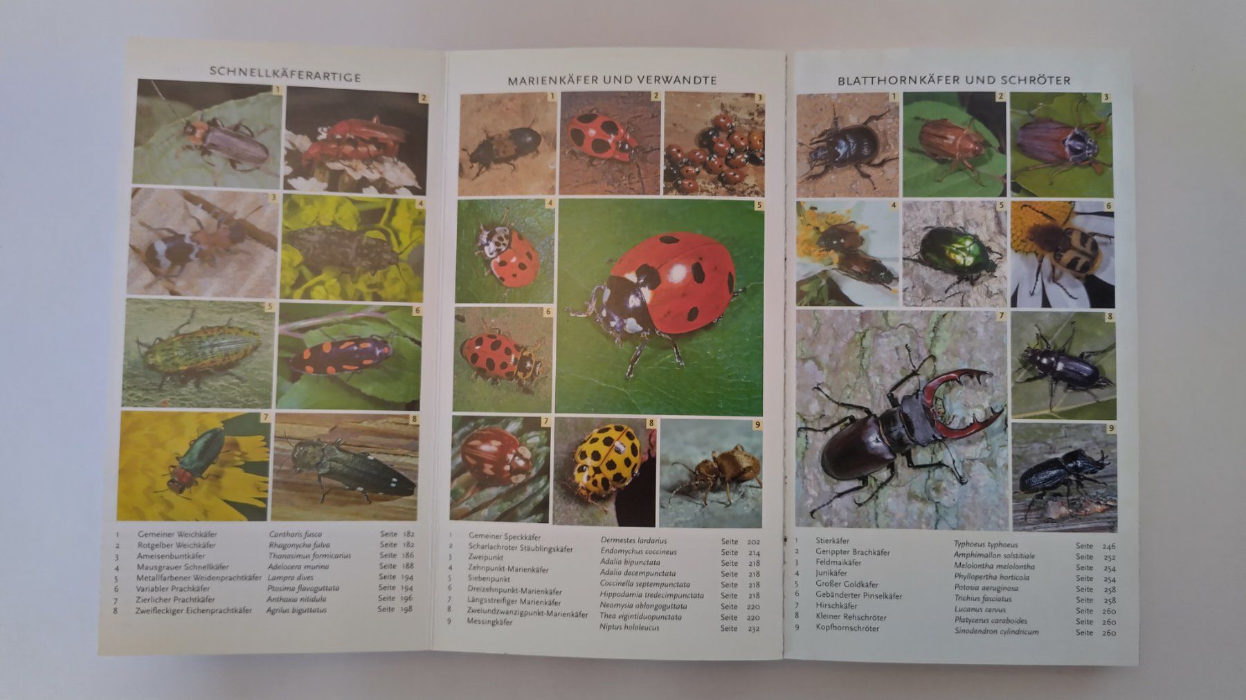 Livres: Käfer Buch / Der Kosmos Käferführer / Buch mit 352 Seiten – D'occasion à Bellach par JingleJerry 2