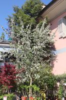 Apfelbaum "Gala"