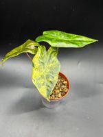 Alocasia Pseudosanderiana Aurea Variegata (1-3)