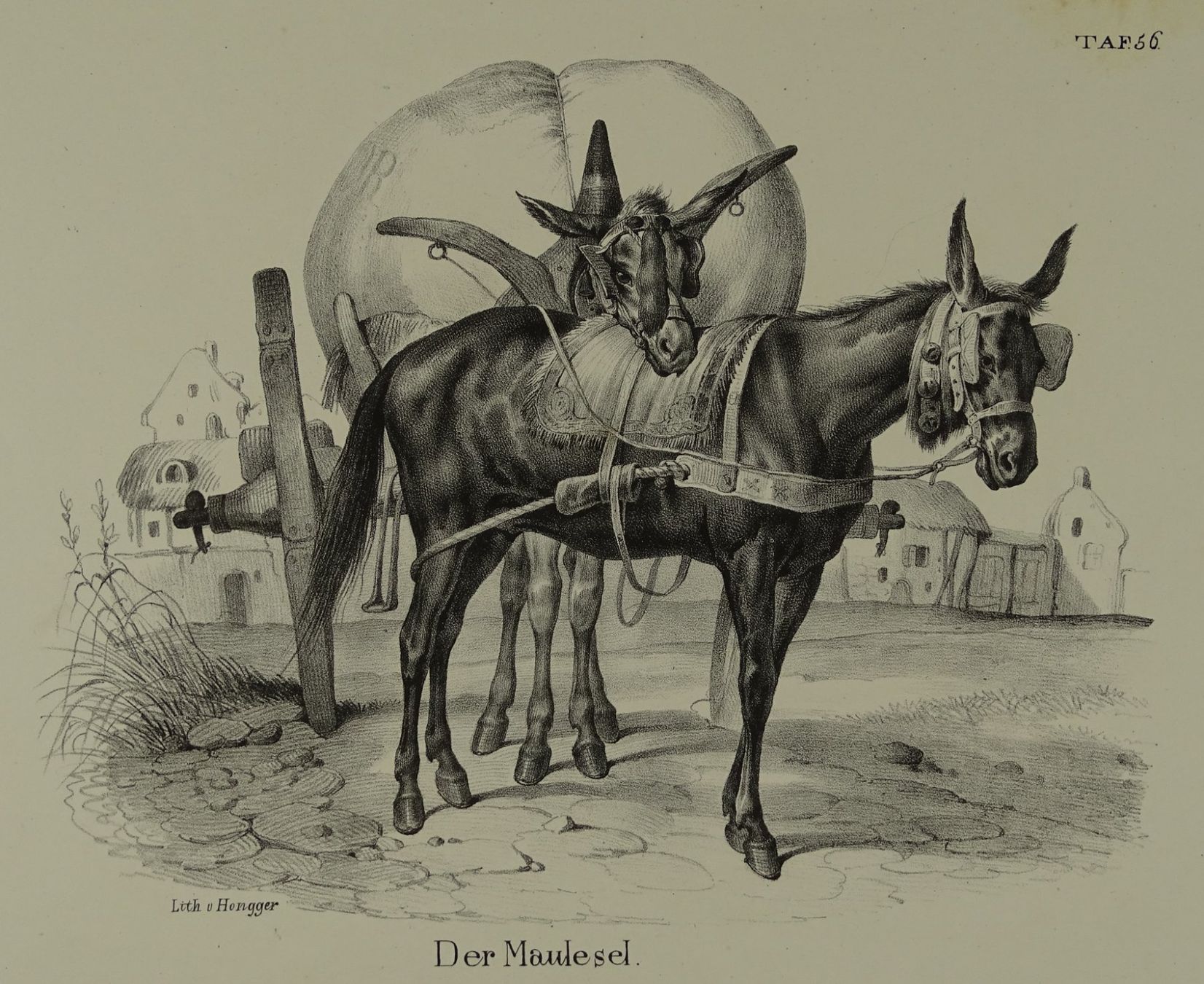 Gravures: MAULESEL, MAULTIER, LITHOGRAPHIE UM 1840 – D'occasion à Grüningen par Kartensammler
