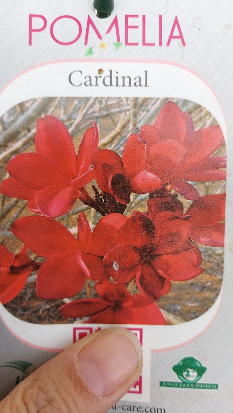 Pflanzen & Samen: Plumeria rubra "Cardinal" / Frangipani / Tempelblume – Neu (gemäss Beschreibung) aus Thalheim von silvara01 8