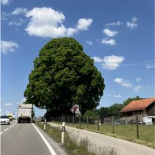 Profile image of Chnobli9
