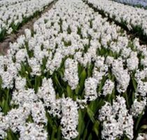 5 WEISSE HYAZINTHEZWIEBELN 🌱 5 Ampoules  JACINTHE BLANC  5