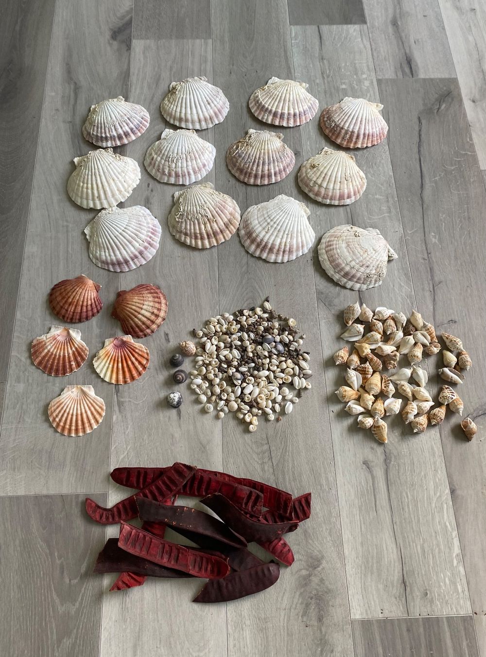 Fossili: Muschel Muscheln – Usato da Dottikon venduto da 6571 2