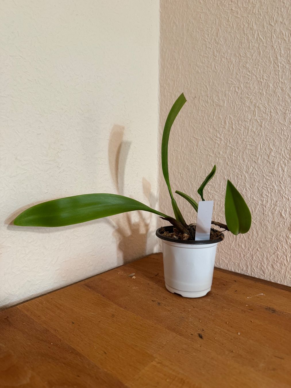 Pflanzen & Samen: Bulbophyllum maxillare – Gebraucht aus Männedorf von mrclst