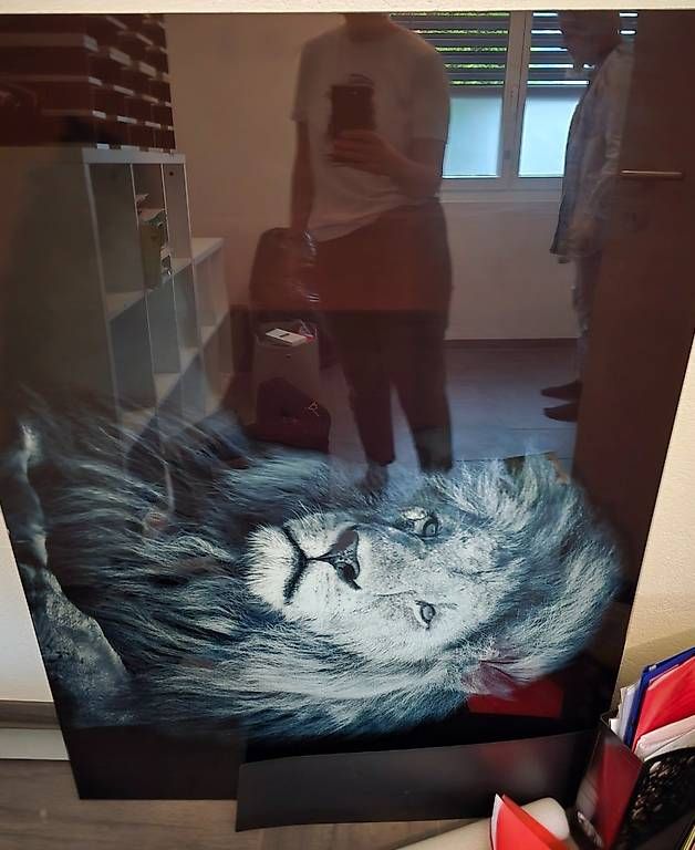 Foto & Immagini: Löwen und Antilopen Bild aus Glas – Usato da Domat/Ems venduto da del_glb5