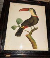 Antiker Vogelillustration im geschnitzten Holzrahmen